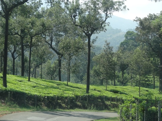 南インドの茶畑と日陰樹